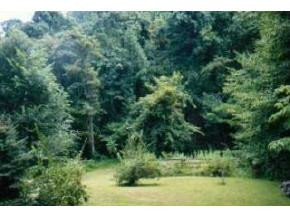 123 Timber Lane Hampton, TN 37658 - Photo 4 of 7 Photo 4