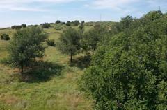 Tbd East 1420 Road Mangum, OK 73571 - Photo 5 of 40 a view of a forest with a street