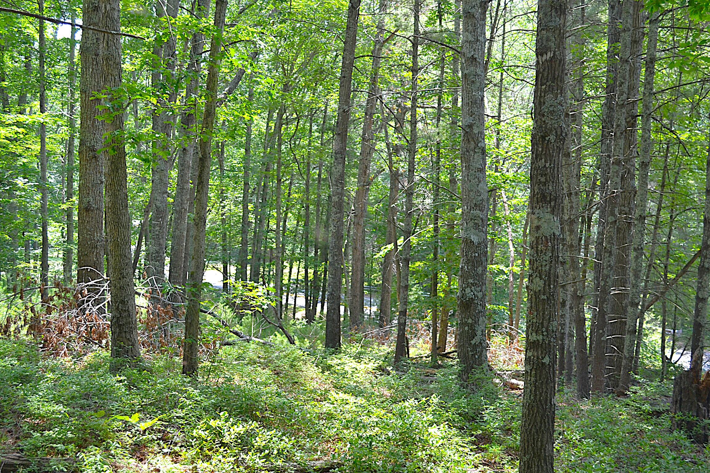 Moncove Lake Road Gap Mills, WV 24941 - Photo 14 of 27 Land View