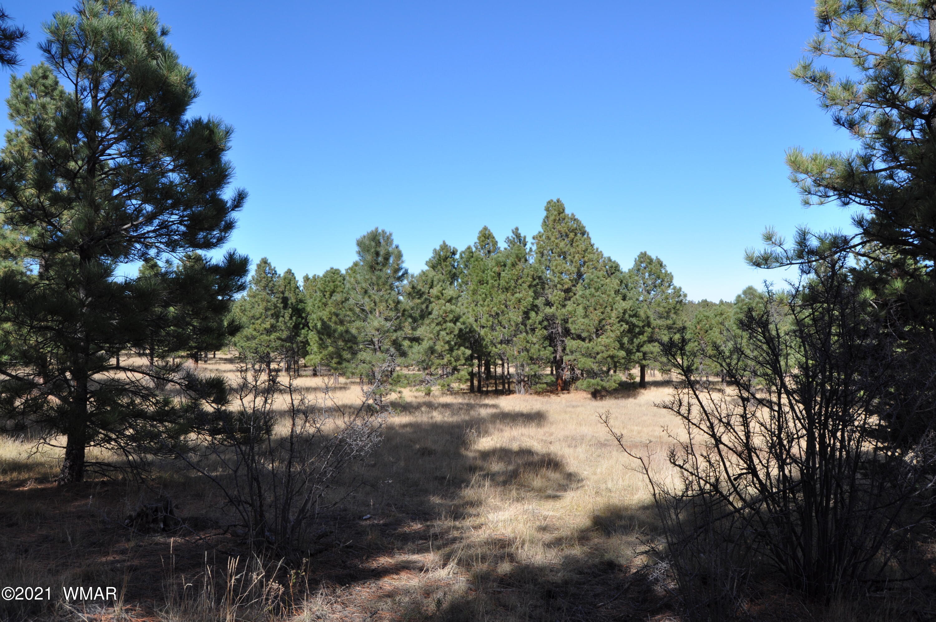 30 County Road Greer, AZ 85927 - Photo 3 of 29