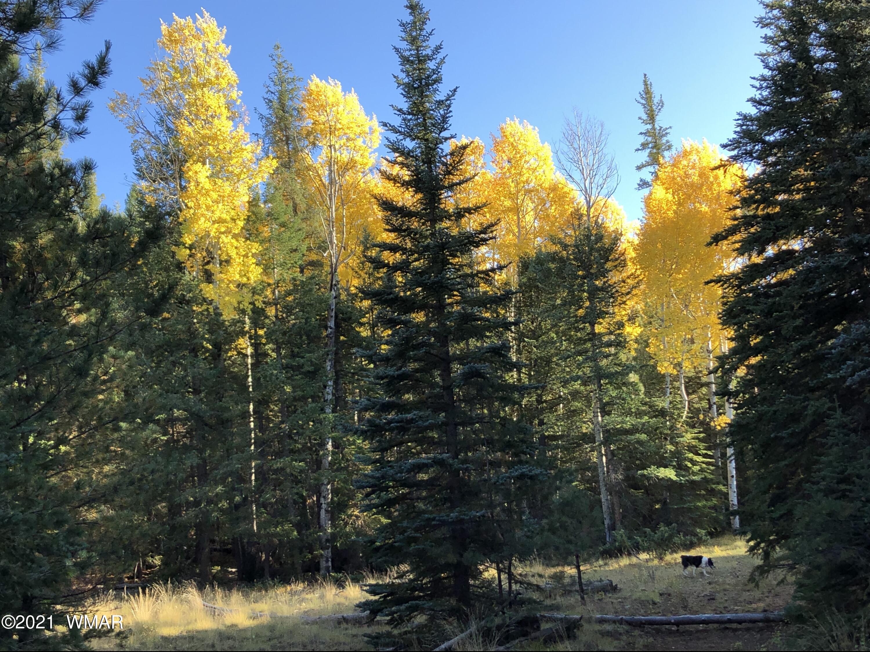 30 County Road Greer, AZ 85927 - Photo 10 of 29
