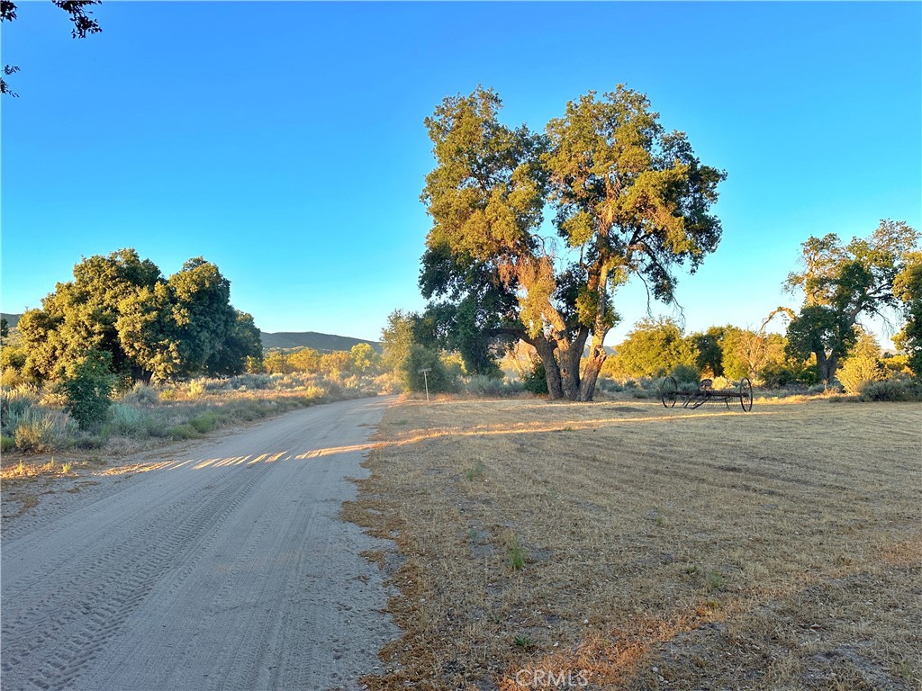 29820 Chihuahua Valley Road Warner Springs, CA 92086 - Photo 25 of 75 a view of a yard with large tree