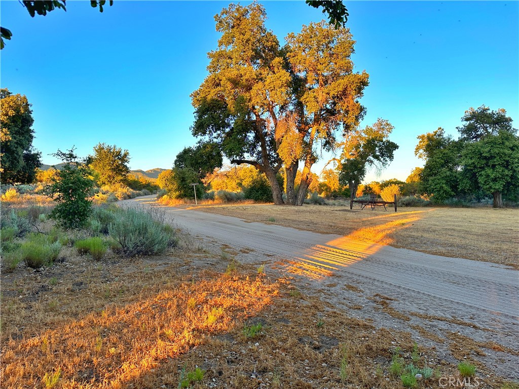 29820 Chihuahua Valley Road Warner Springs, CA 92086 - Photo 66 of 75 a view of yard with large trees
