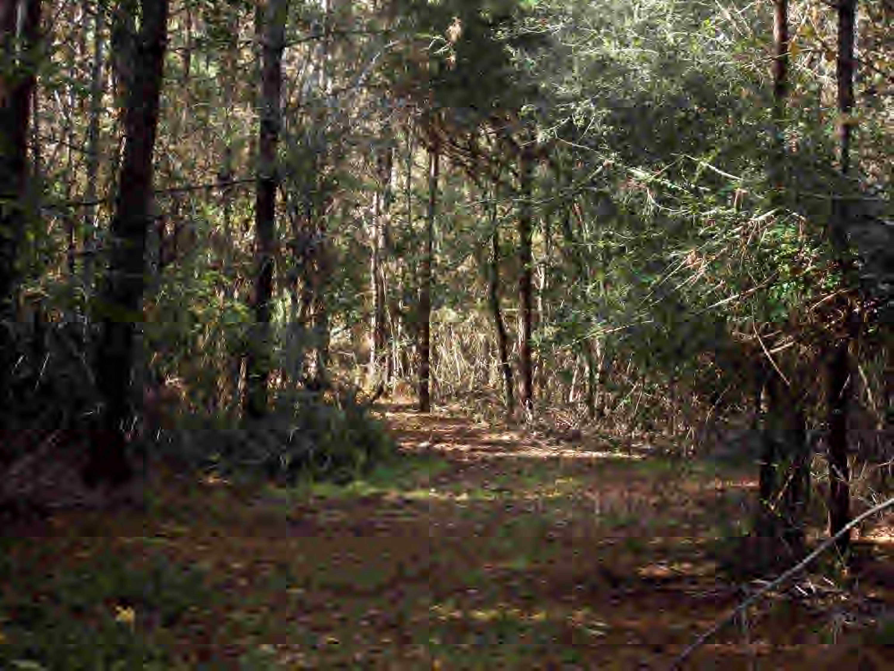 5001 Old Mill Road Osyka, MS 39657 - Photo 1 of 1 Main View