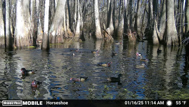 $94,500 | 0 Quofaloma Road, Tchula, MS 39169