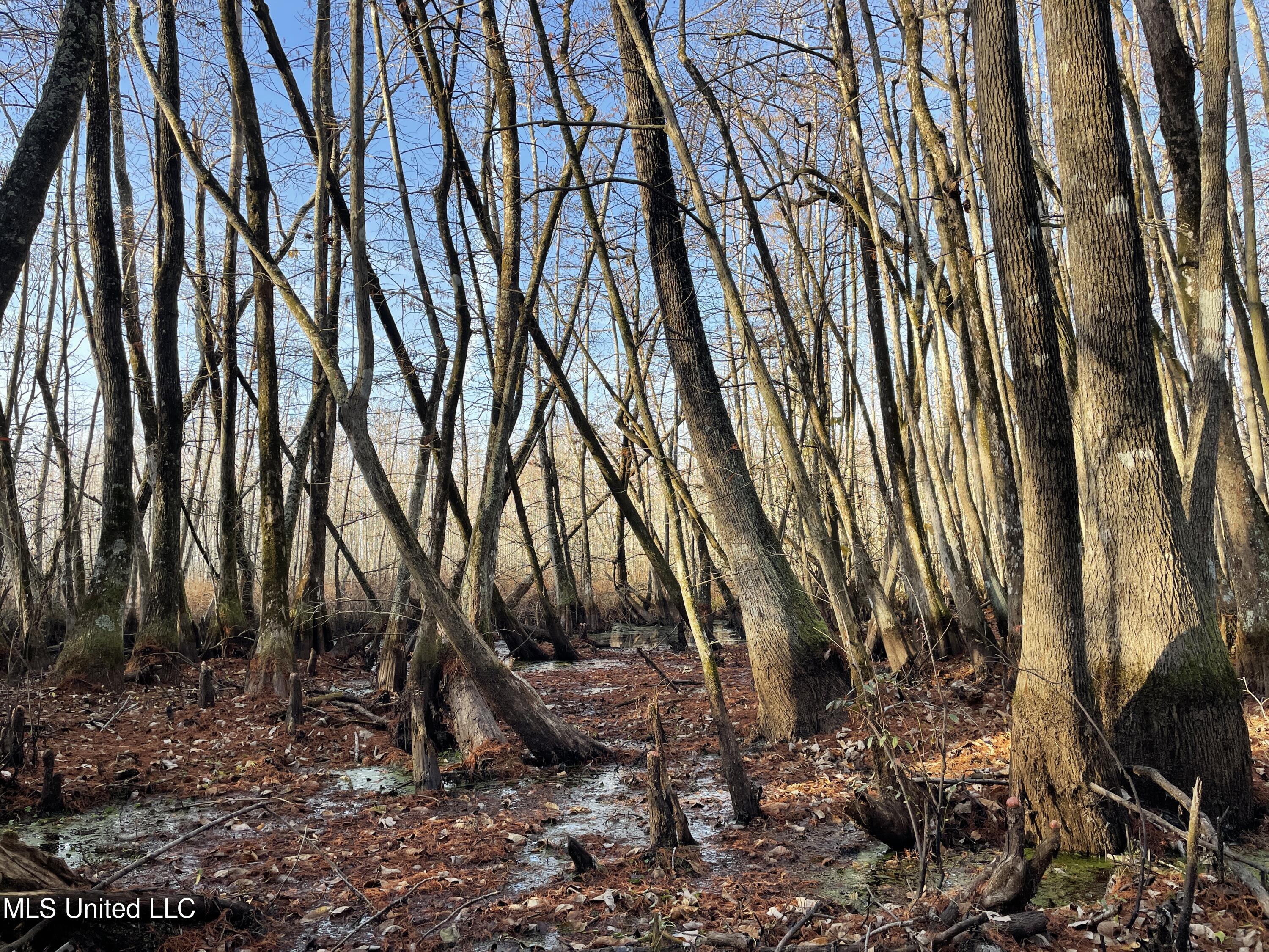 0 Quofaloma Road Tchula, MS 39169 - Photo 11 of 33 2