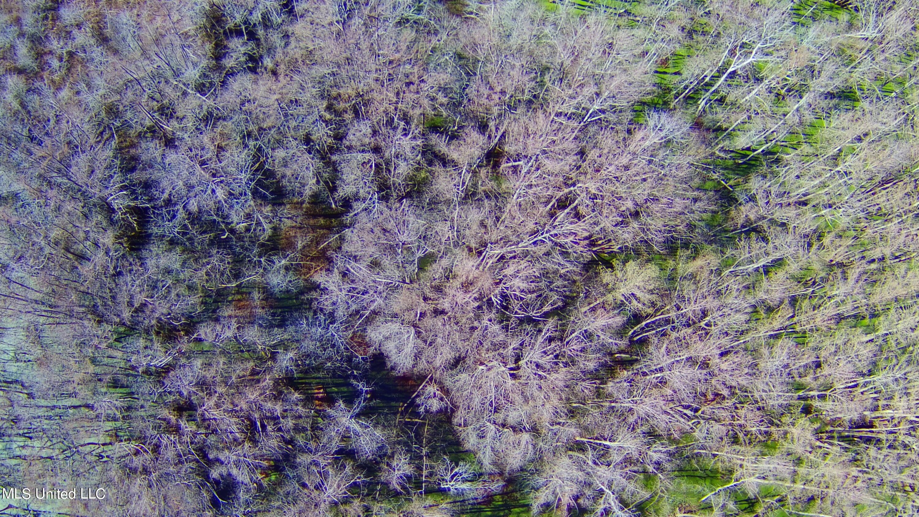 0 Quofaloma Road Tchula, MS 39169 - Photo 14 of 33 15