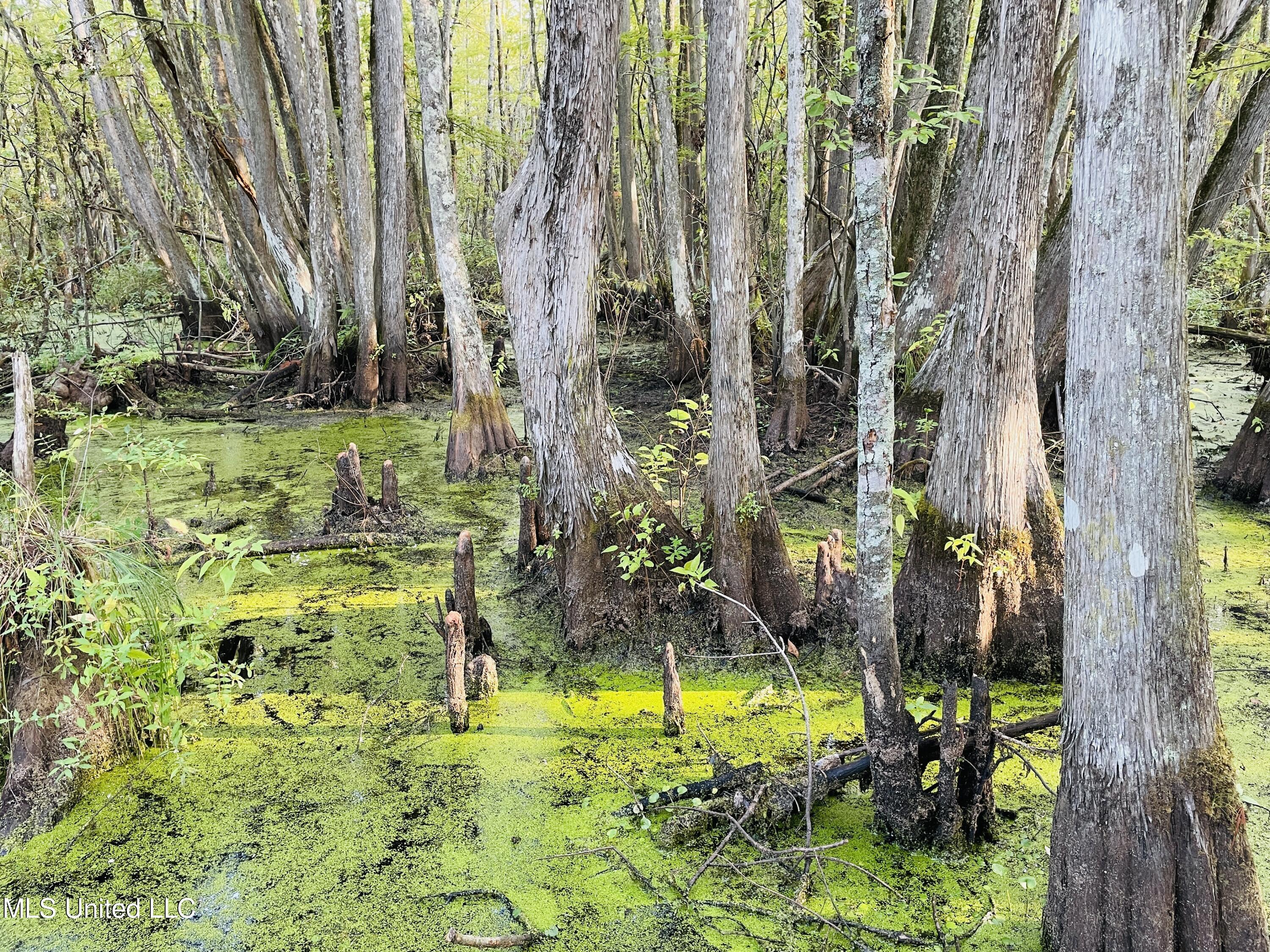 0 Quofaloma Road Tchula, MS 39169 - Photo 15 of 33 IMG_8537