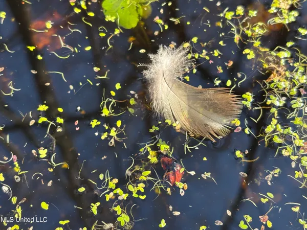 $80,125 | 0 Quofaloma Road, Tchula, MS 39169