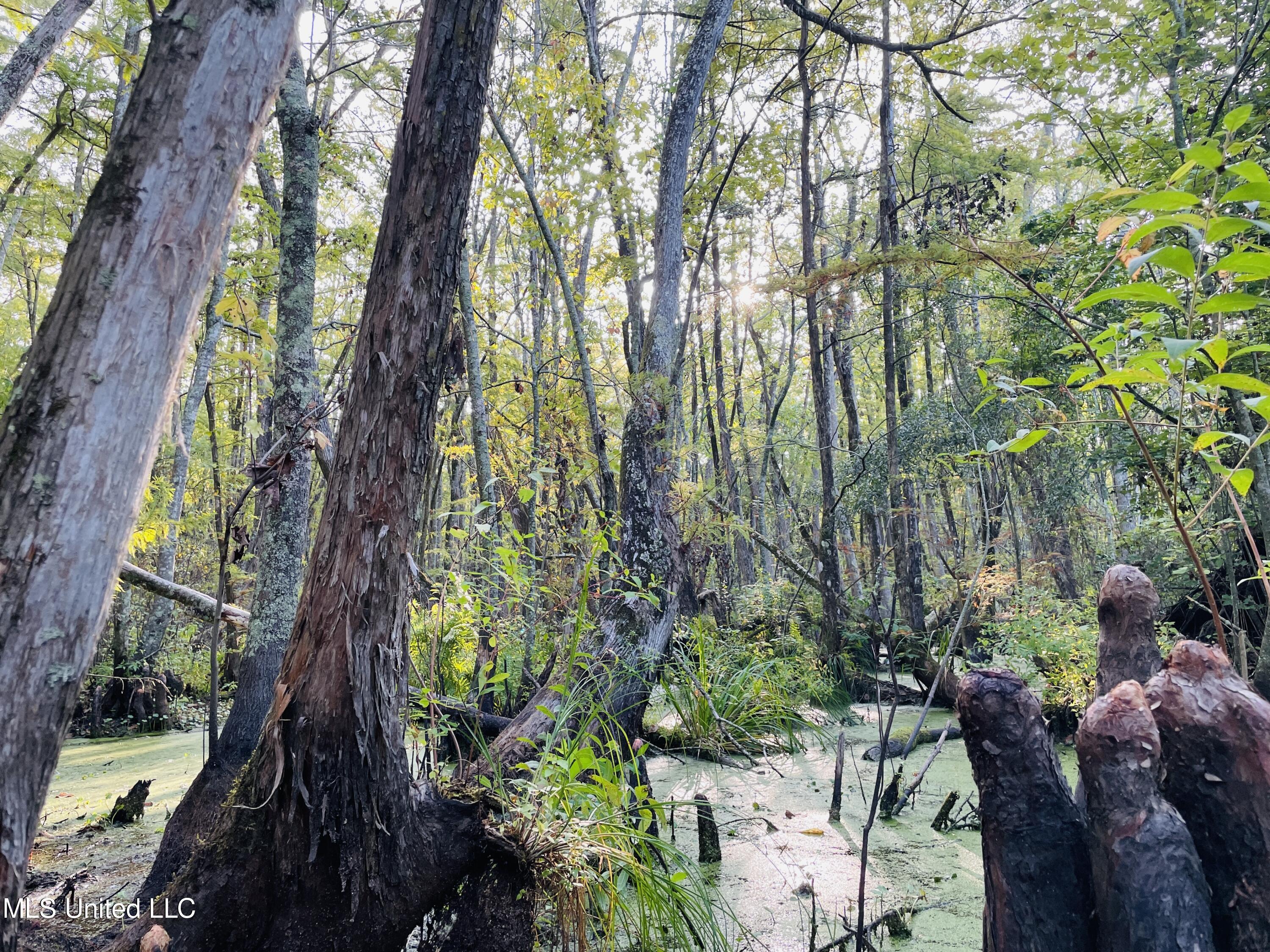 0 Quofaloma Road Tchula, MS 39169 - Photo 22 of 33 IMG_8539