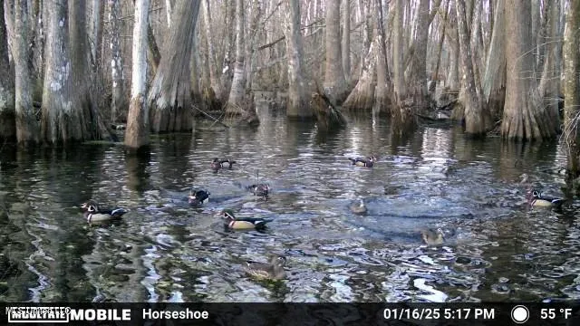 $94,500 | 0 Quofaloma Road, Tchula, MS 39169