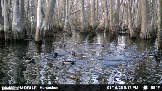 0 Quofaloma Road Tchula, MS 39169 - Photo 4 of 33 IMG_5118