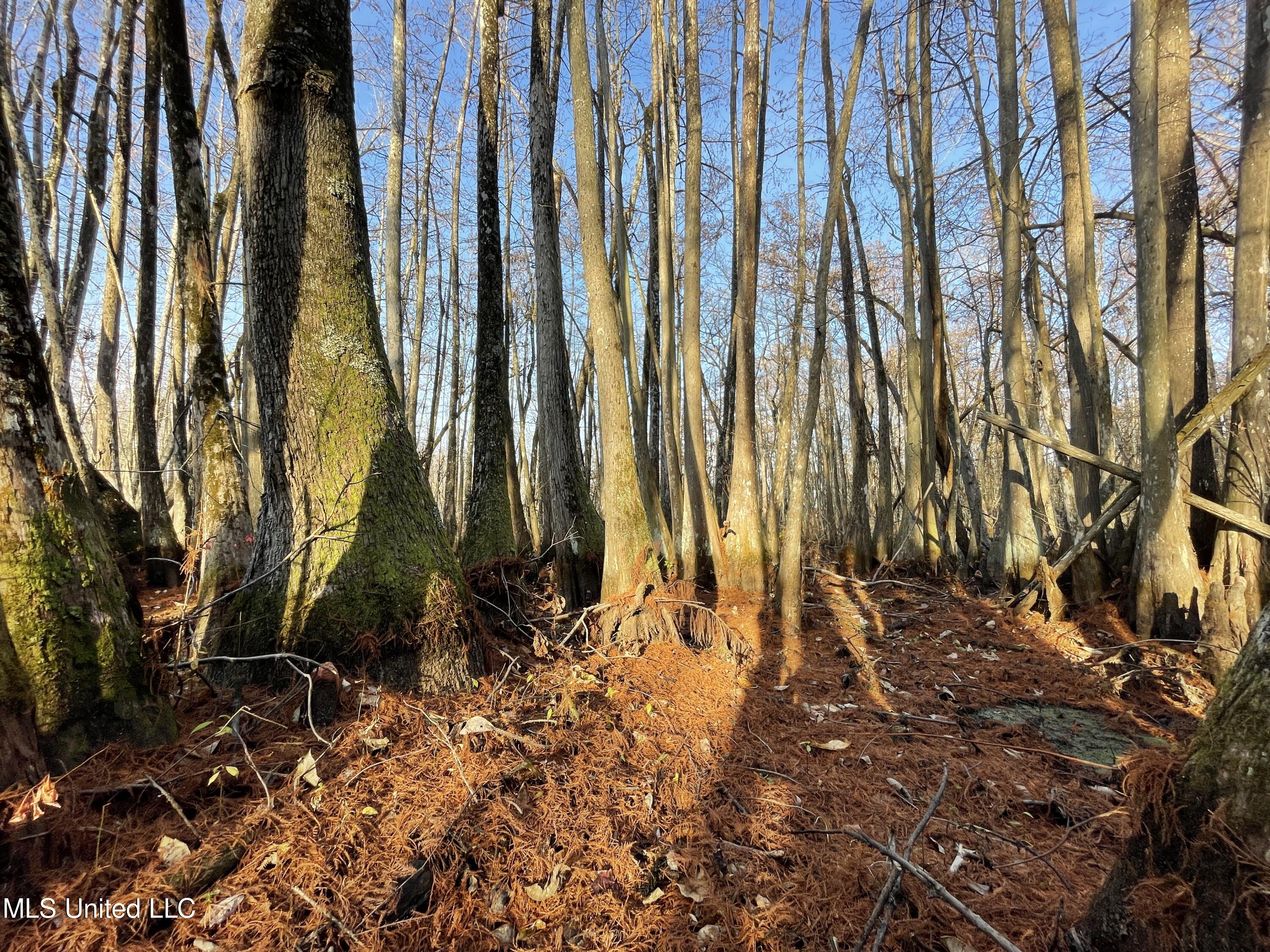 0 Quofaloma Road Tchula, MS 39169 - Photo 5 of 33 4