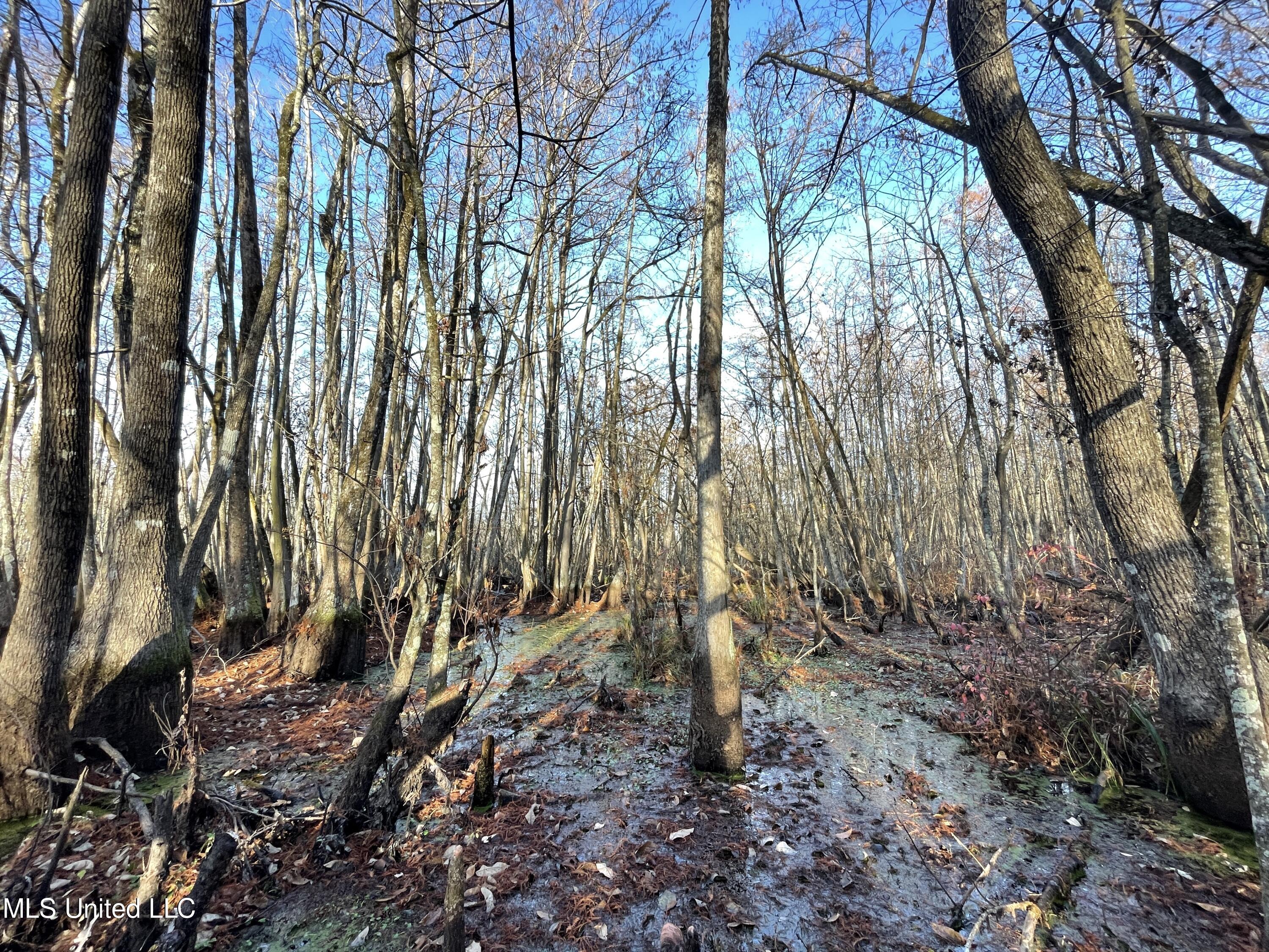 0 Quofaloma Road Tchula, MS 39169 - Photo 6 of 33 1