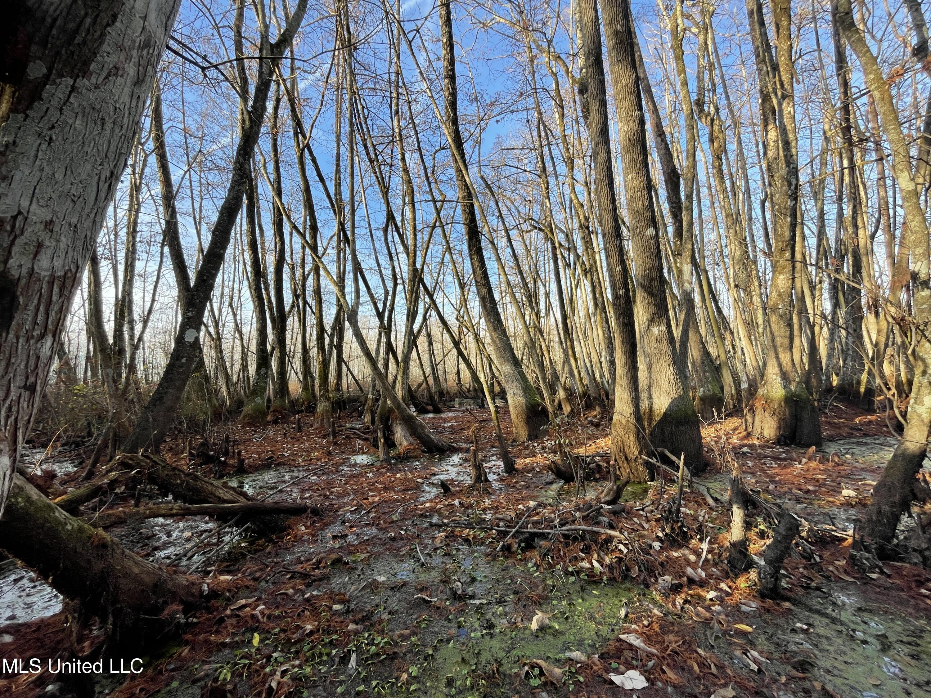 0 Quofaloma Road Tchula, MS 39169 - Photo 10 of 33 3
