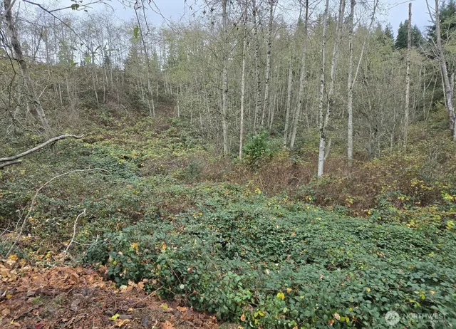 a view of a forest that has a lot of bushes