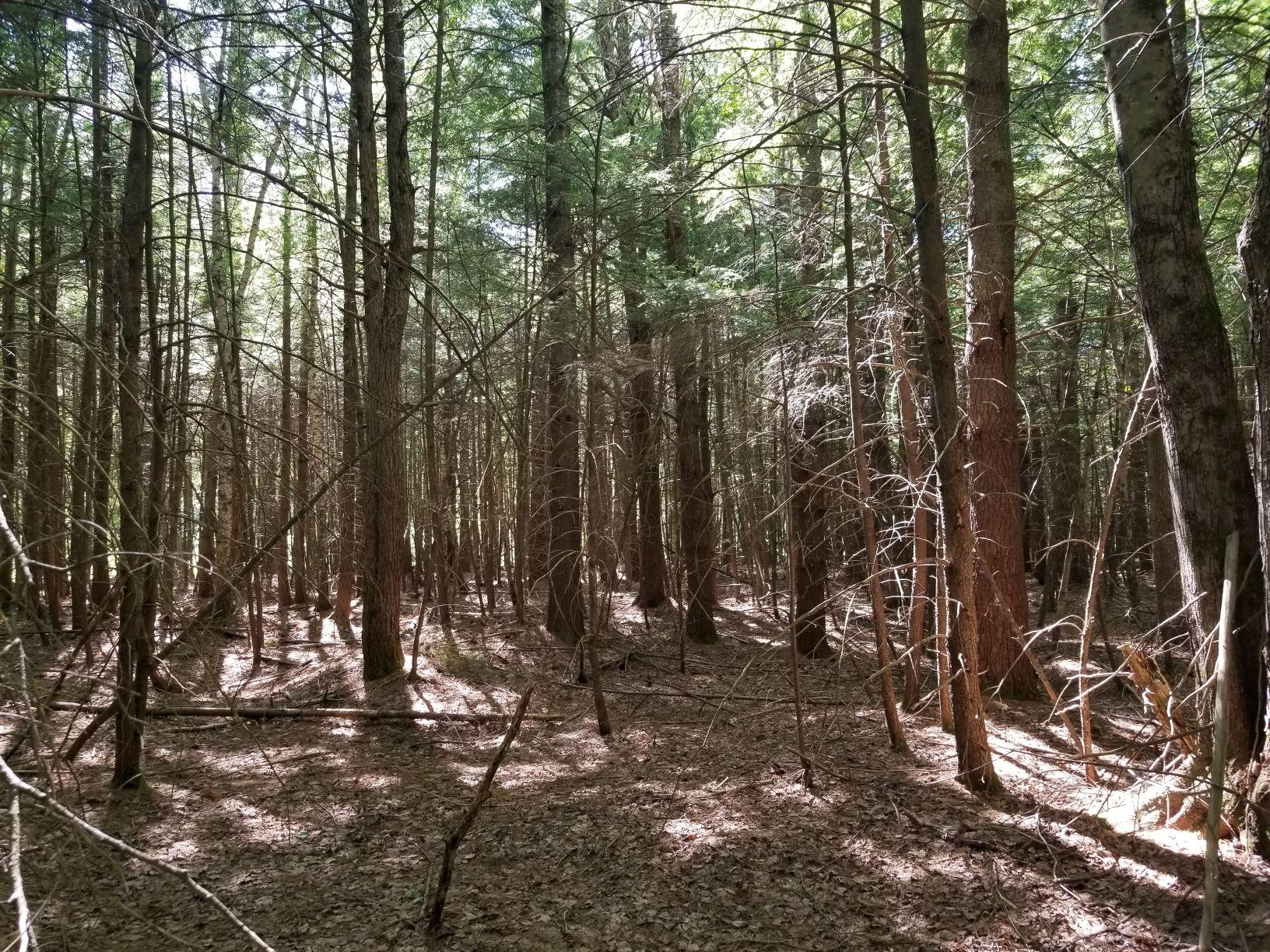 0 Upper Tarbox Road Hollis Center, ME 04042 - Photo 2 of 47 2 Lot uncut area 2