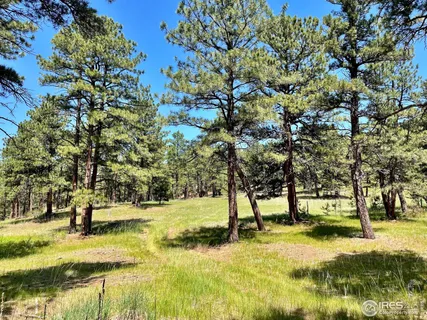 a view of yard with tree