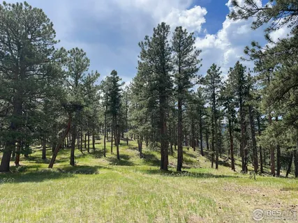 a view of a park with large trees