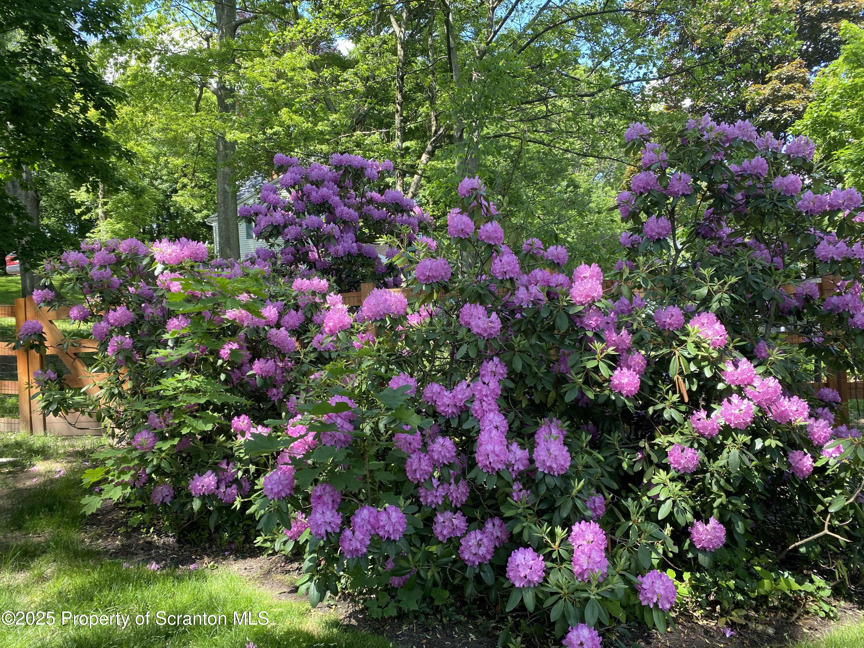 111 Upper Knapp Road Clarks Summit, PA 18411 - Photo 48 of 52 a view of a flower