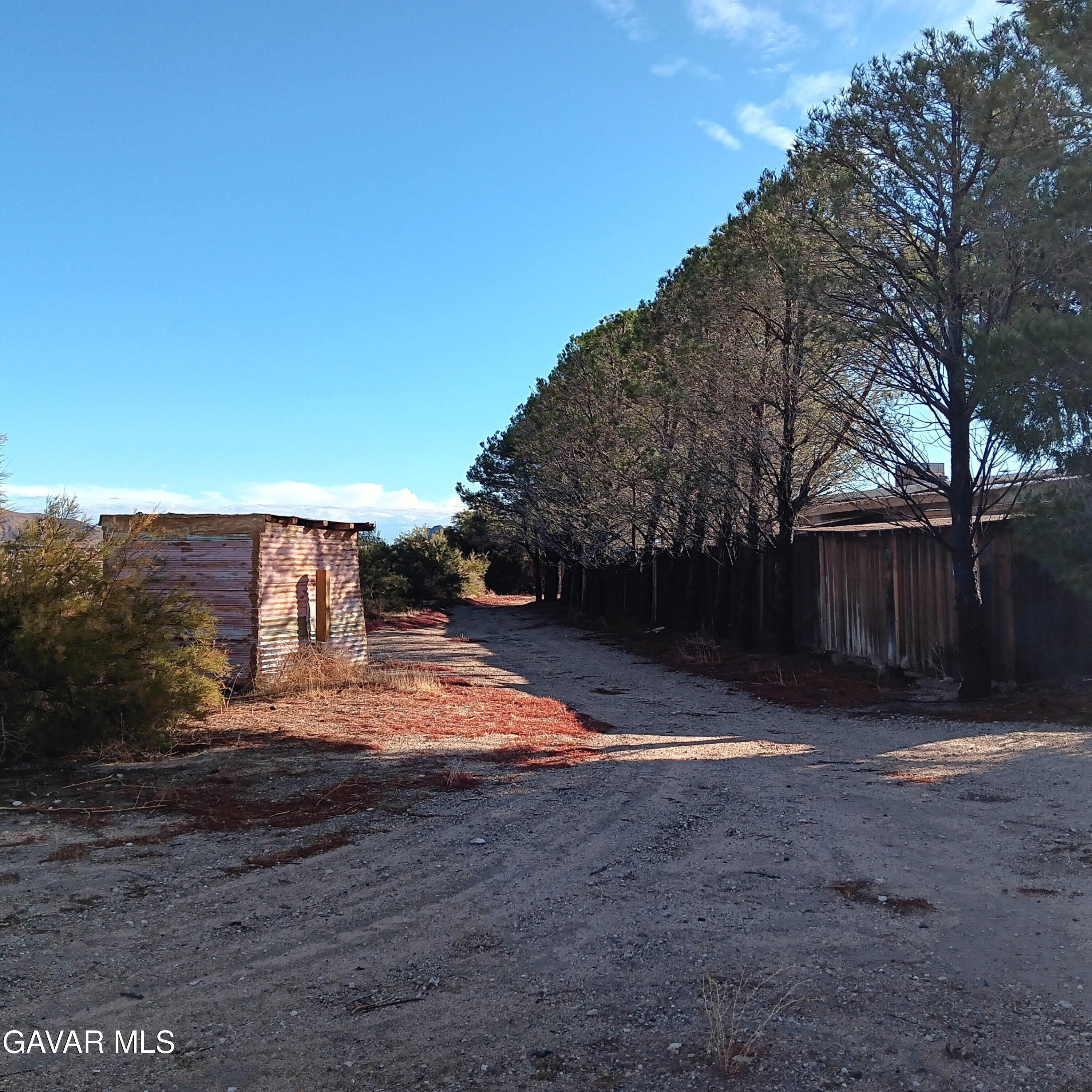 10364 15th Street Mojave, CA 93501 - Photo 1 of 15 a view of a yard with plants and a large tree