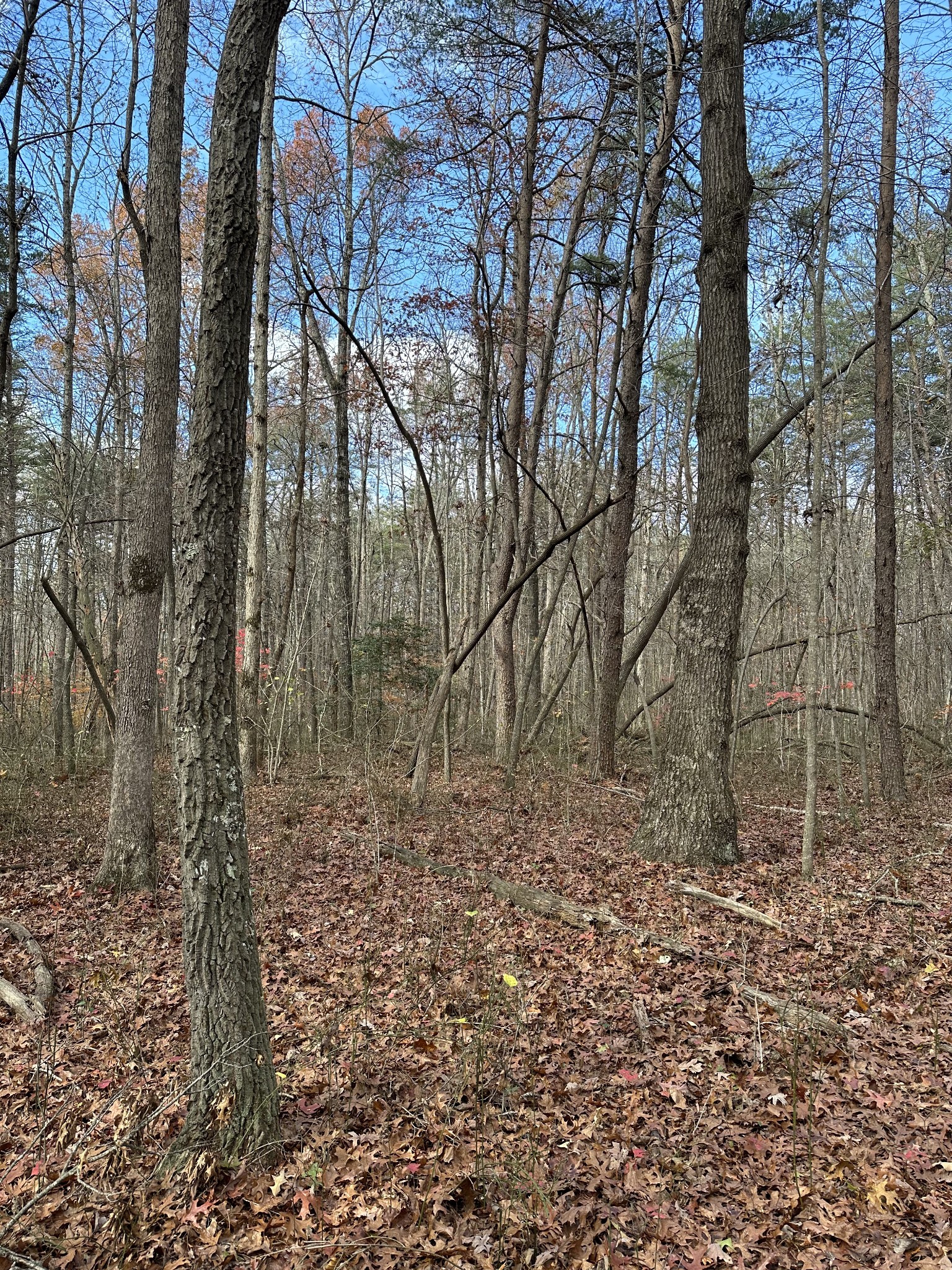 0 Hideaway Cabin Road Altamont, TN 37301 - Photo 11 of 30 Gallery Image 11