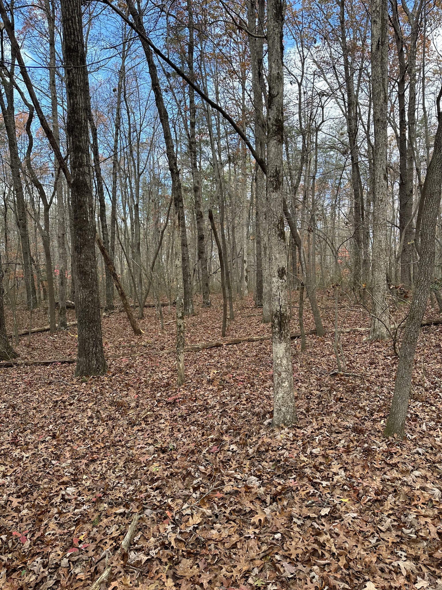 0 Hideaway Cabin Road Altamont, TN 37301 - Photo 15 of 30 Gallery Image 15
