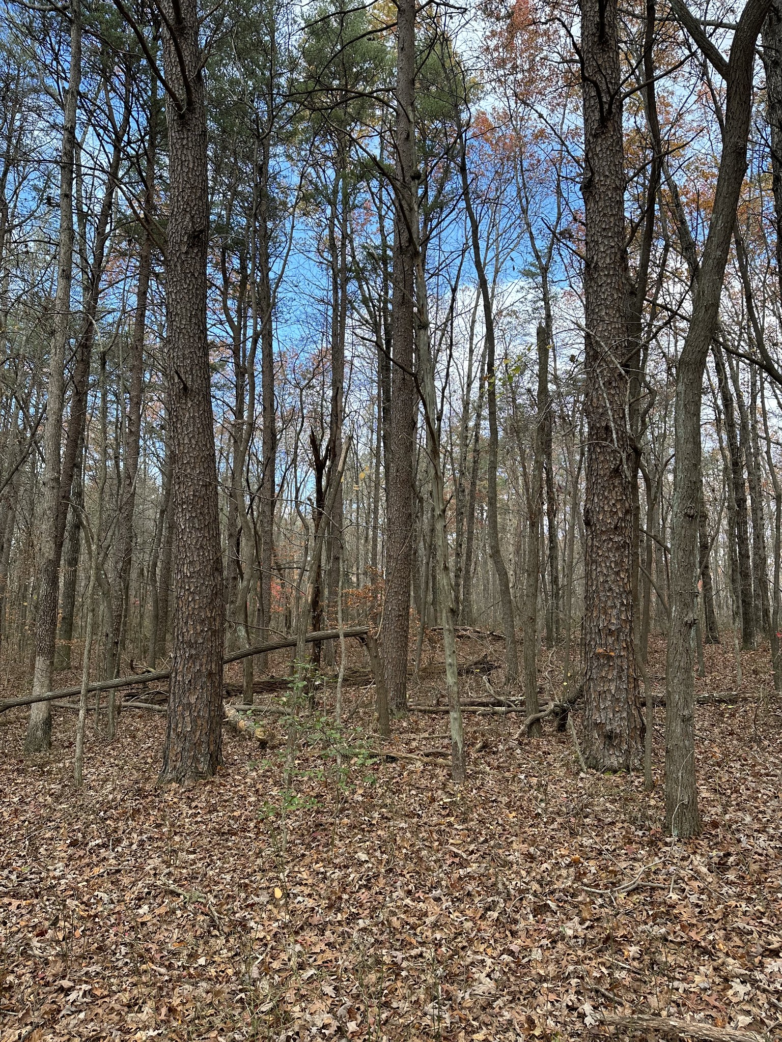 0 Hideaway Cabin Road Altamont, TN 37301 - Photo 16 of 30 Gallery Image 16