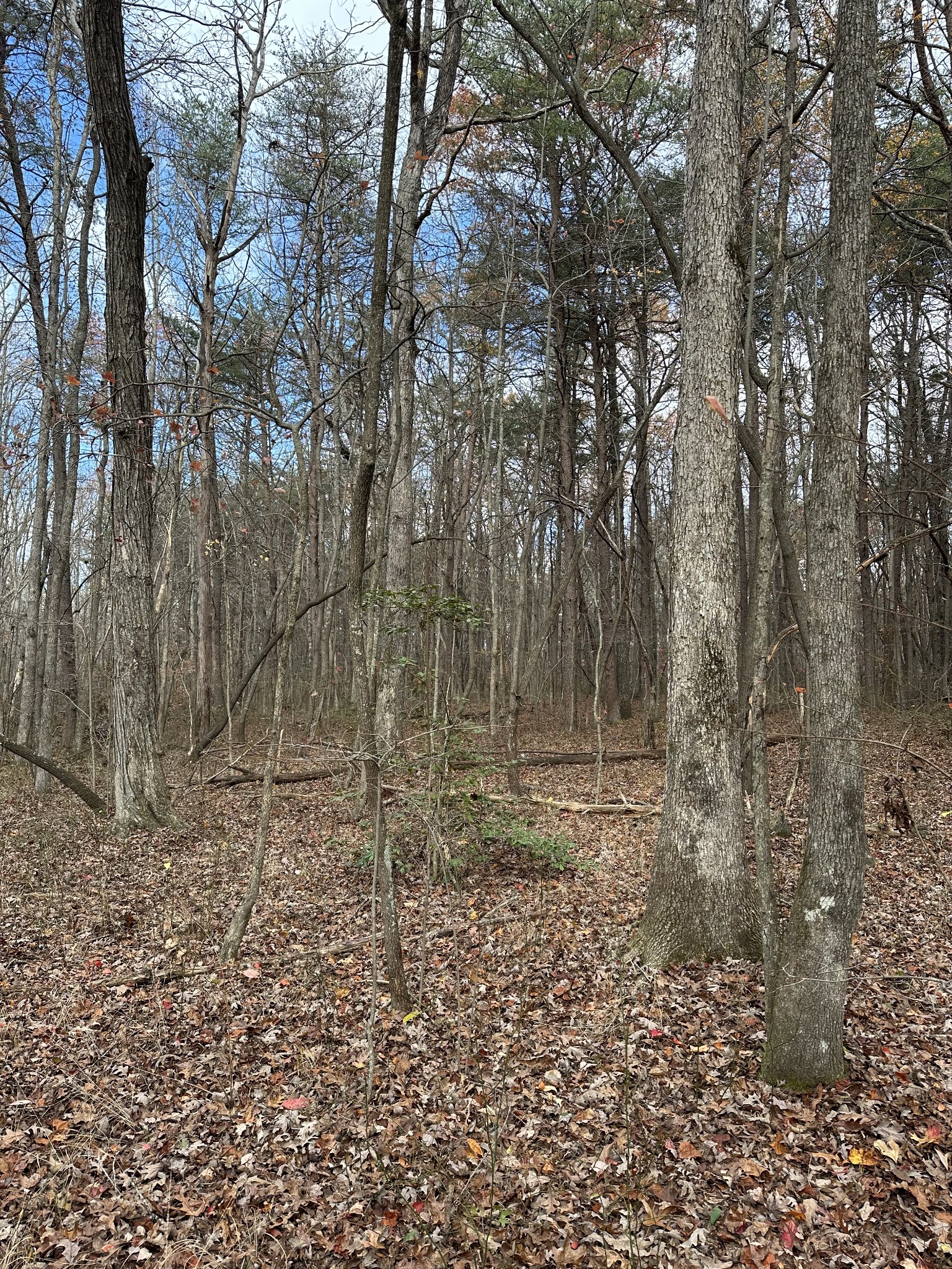 0 Hideaway Cabin Road Altamont, TN 37301 - Photo 20 of 30 Gallery Image 20