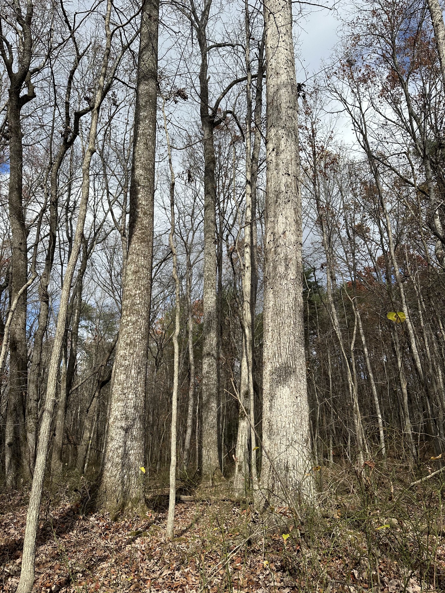 0 Hideaway Cabin Road Altamont, TN 37301 - Photo 24 of 30 Gallery Image 24