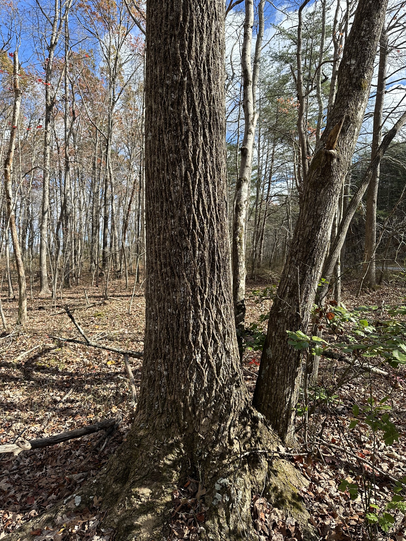 0 Hideaway Cabin Road Altamont, TN 37301 - Photo 28 of 30 Gallery Image 28