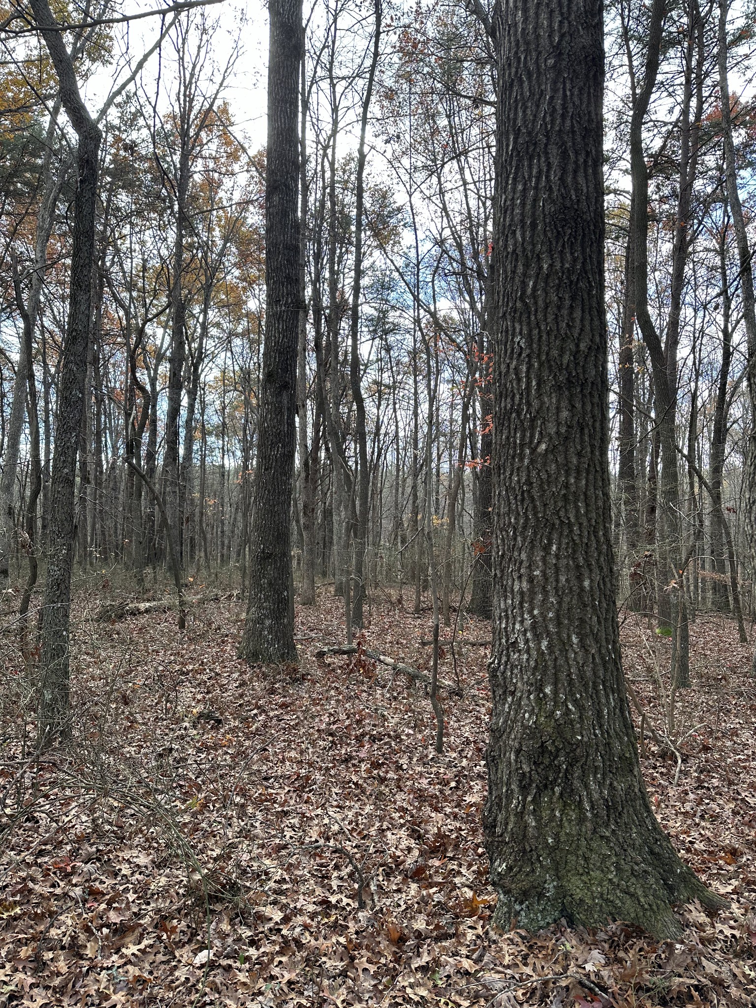 0 Hideaway Cabin Road Altamont, TN 37301 - Photo 6 of 30 Gallery Image 6