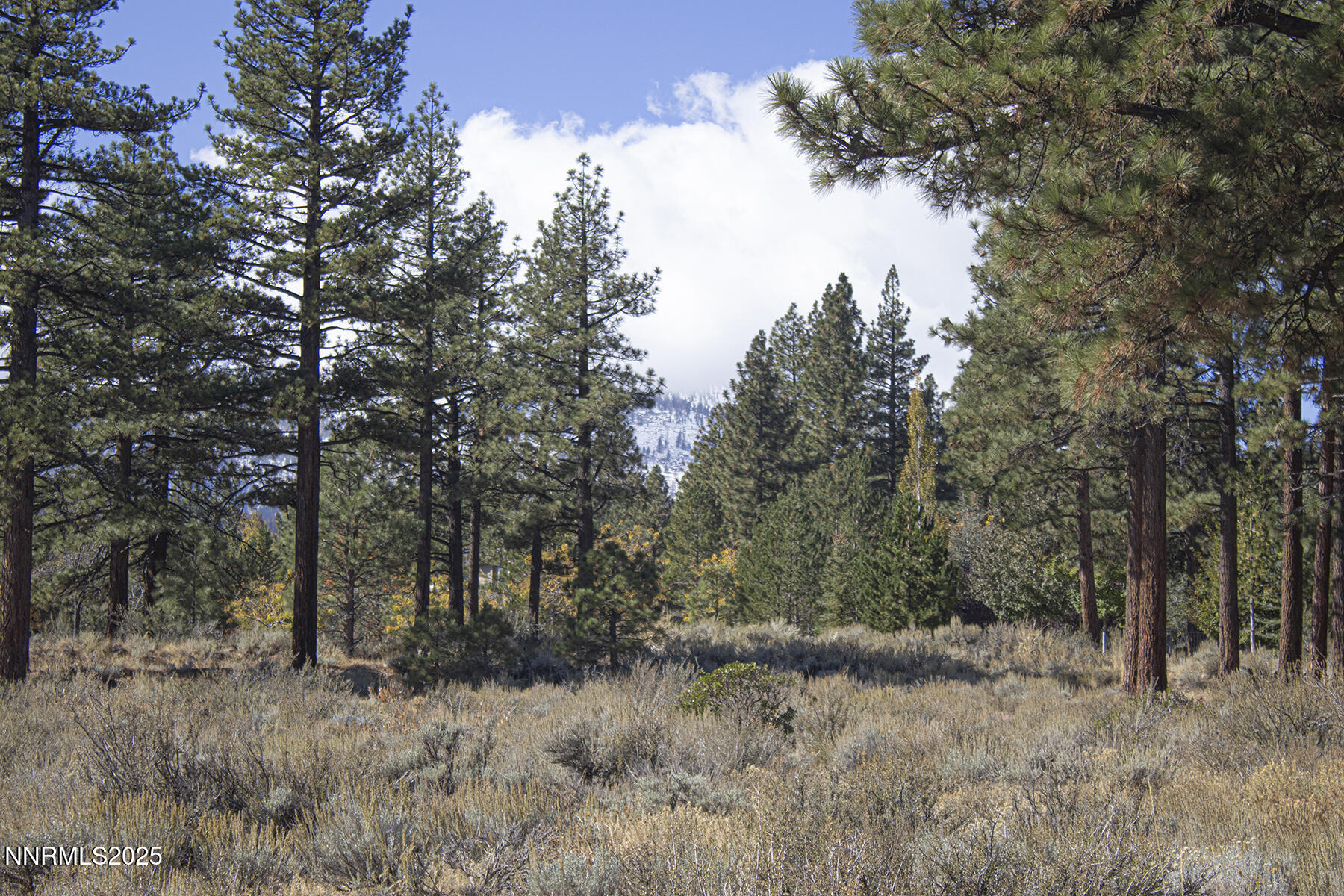 177 Nottingham Court Reno, NV 89511 - Photo 13 of 22 a view of a forest filled with trees