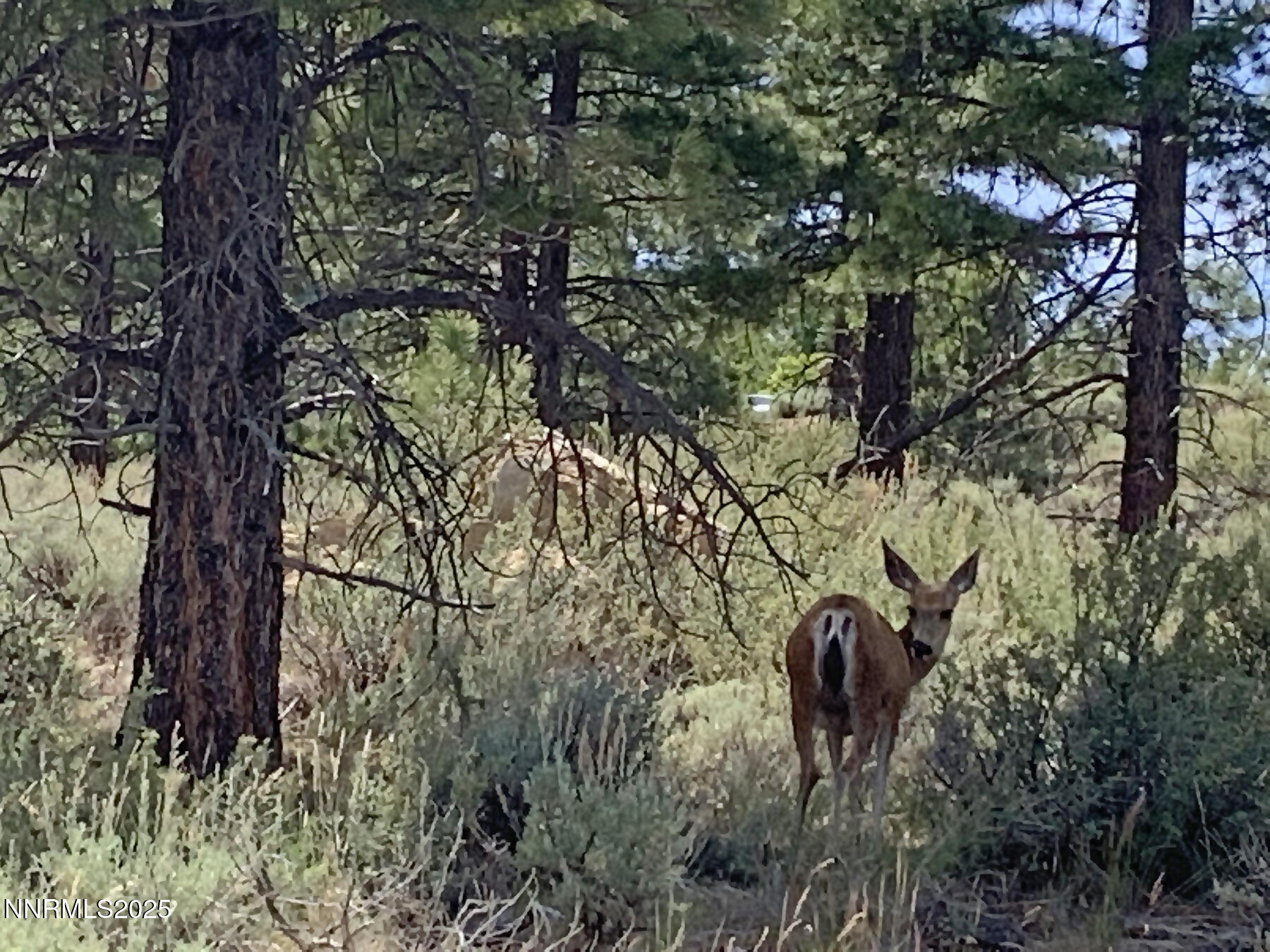 177 Nottingham Court Reno, NV 89511 - Photo 18 of 22 a backyard of a house with lots of green space