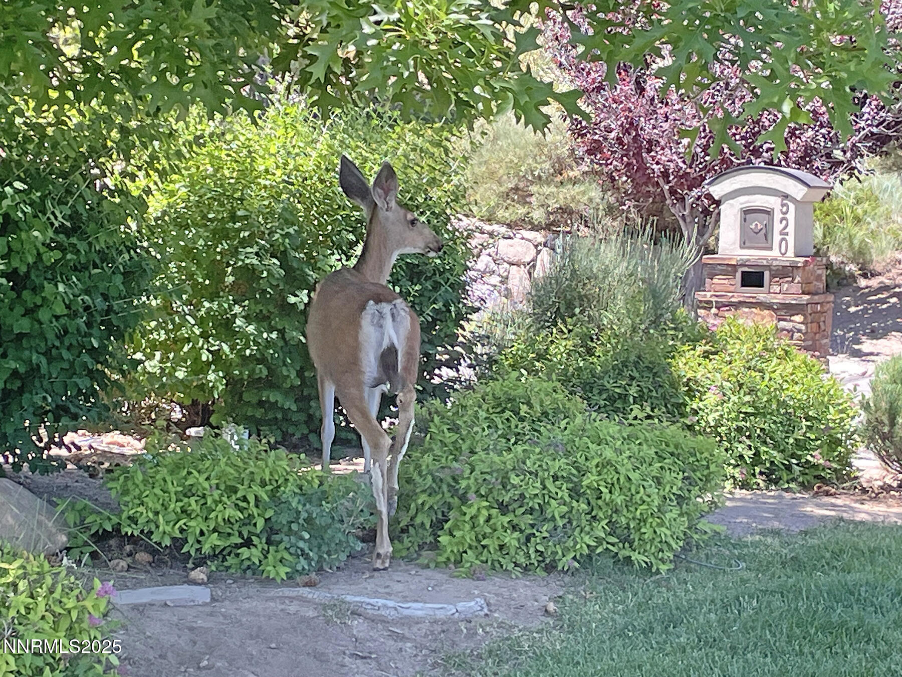 177 Nottingham Court Reno, NV 89511 - Photo 19 of 22 a front view of a house with a yard and fountain