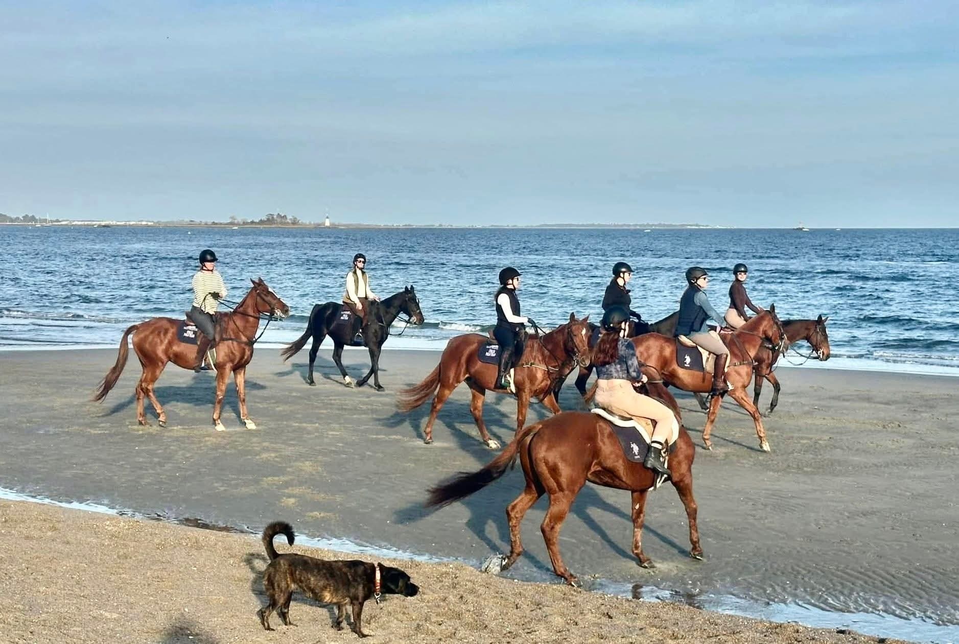 127 Paul Place Fairfield, CT 06824 - Photo 37 of 40 Horses and dogs on the beach April 1 to Oct 1.