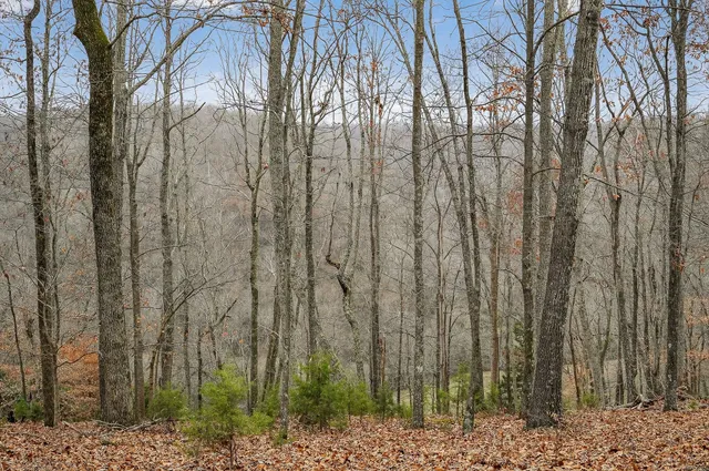 a view of a dry yard with green space