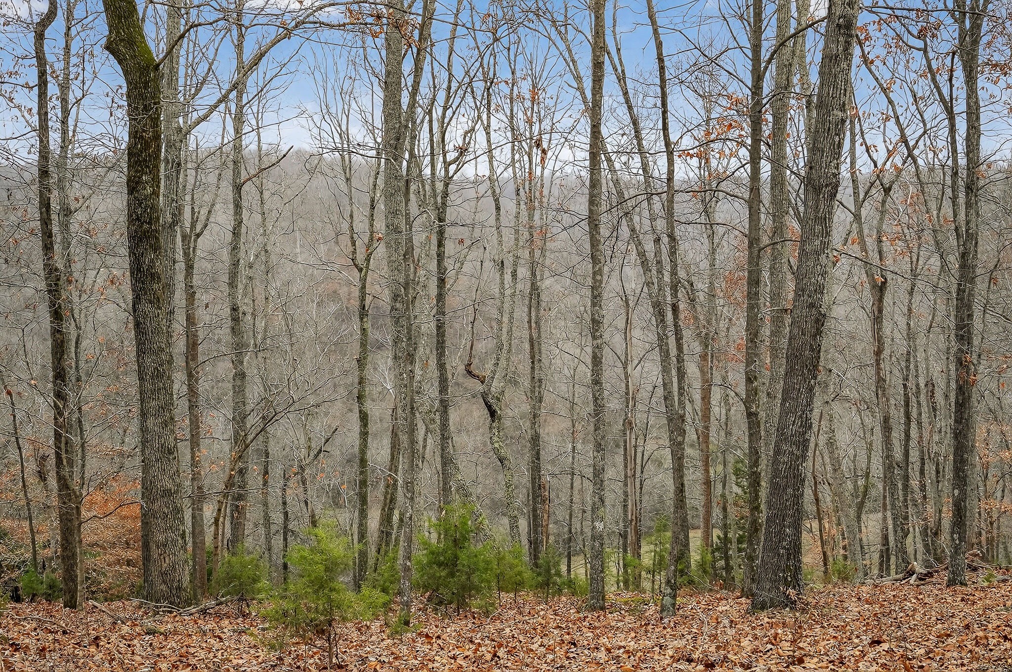 2578 Pea Ridge Road Liberty, TN 37095 - Photo 22 of 48 a view of a yard with lots of trees