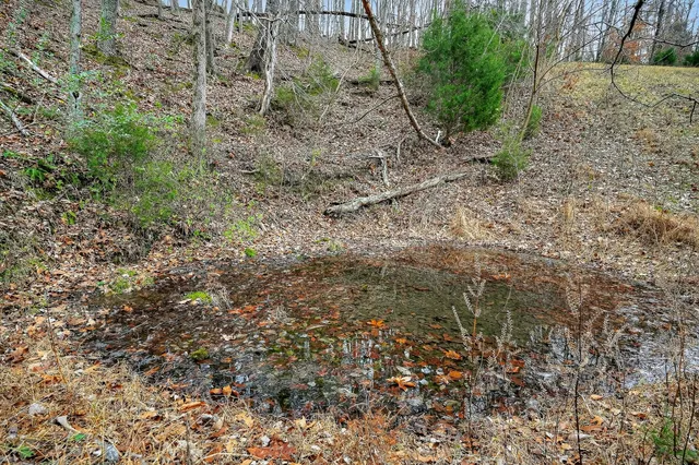a view of a yard with trees in the background