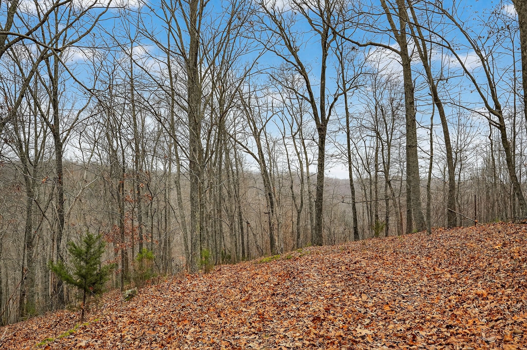 2578 Pea Ridge Road Liberty, TN 37095 - Photo 24 of 48 a view of a backyard