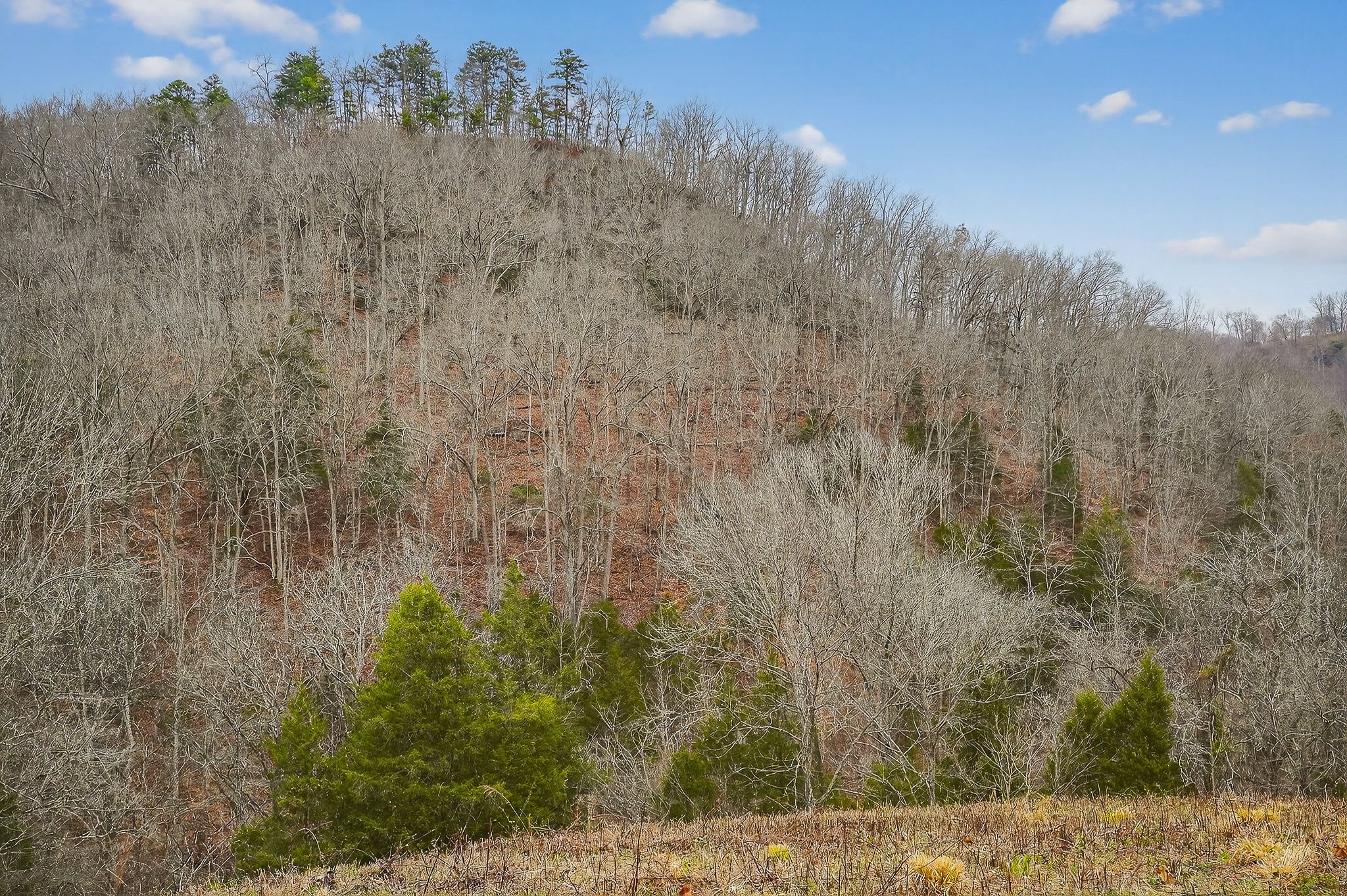 2578 Pea Ridge Road Liberty, TN 37095 - Photo 27 of 48 a view of a yard with trees in the background