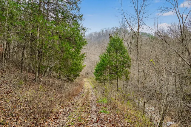 a view of a yard with a large tree
