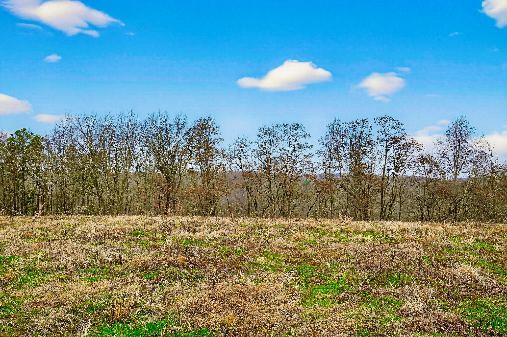 2578 Pea Ridge Road Liberty, TN 37095 - Photo 41 of 48 a view of a yard with a tree