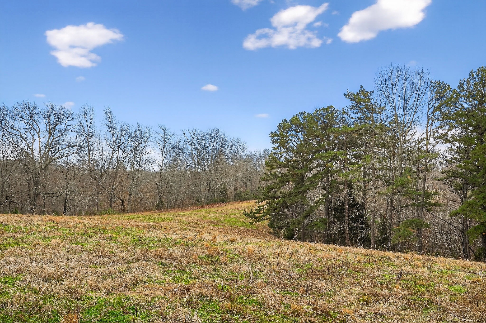 2578 Pea Ridge Road Liberty, TN 37095 - Photo 42 of 48 a view of a yard with a tree