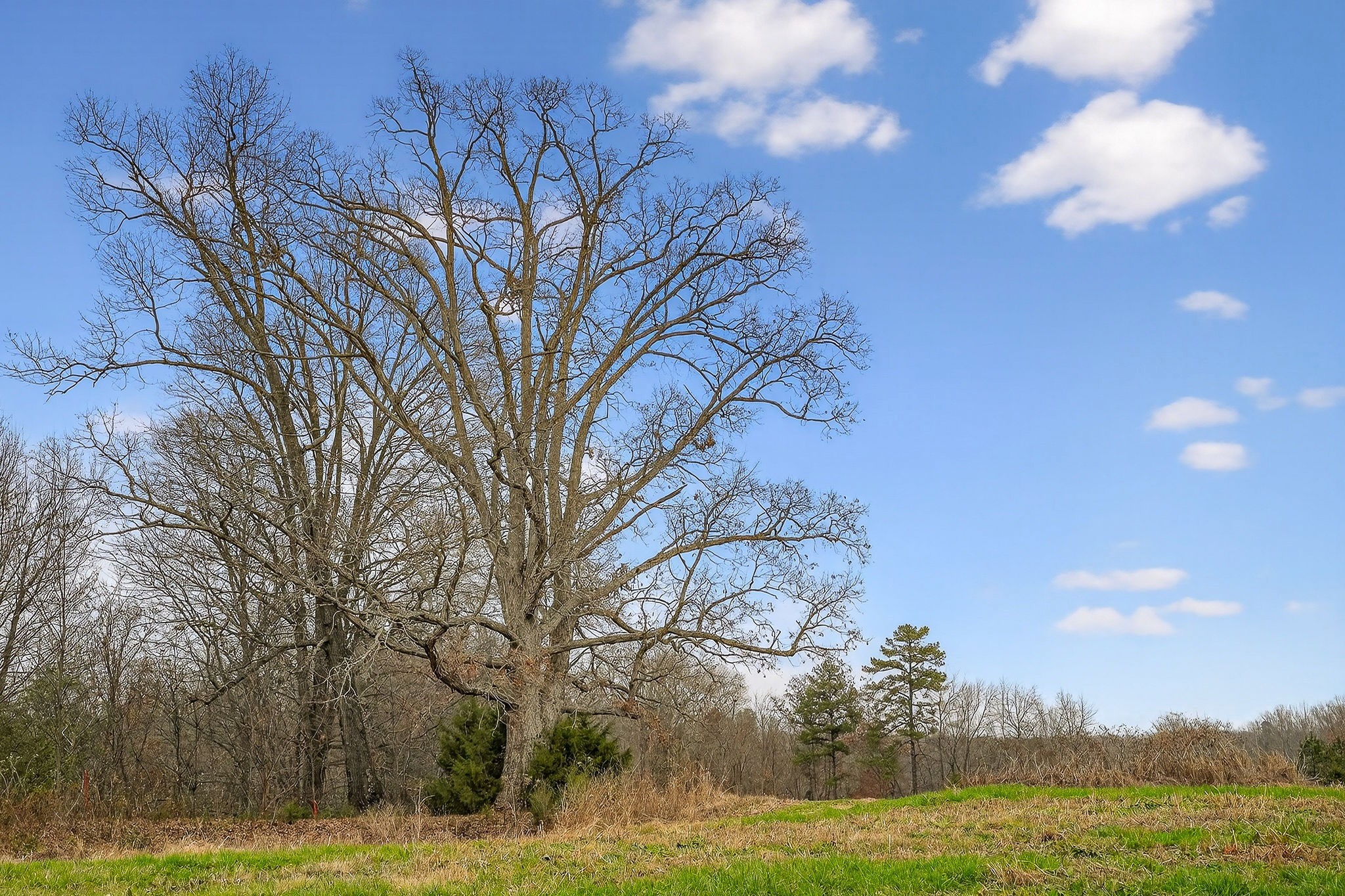 2578 Pea Ridge Road Liberty, TN 37095 - Photo 44 of 48 a view of a yard with an trees
