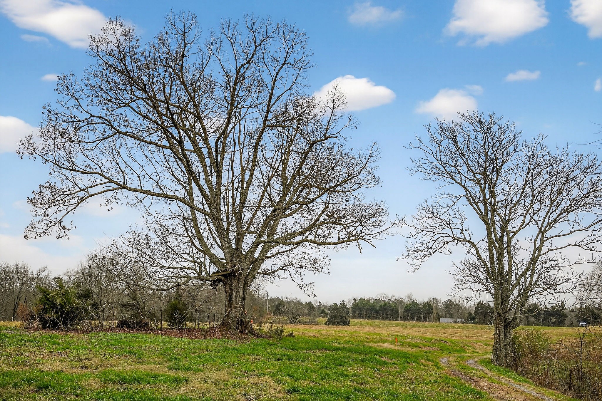 2578 Pea Ridge Road Liberty, TN 37095 - Photo 45 of 48 a view of a yard with a large tree
