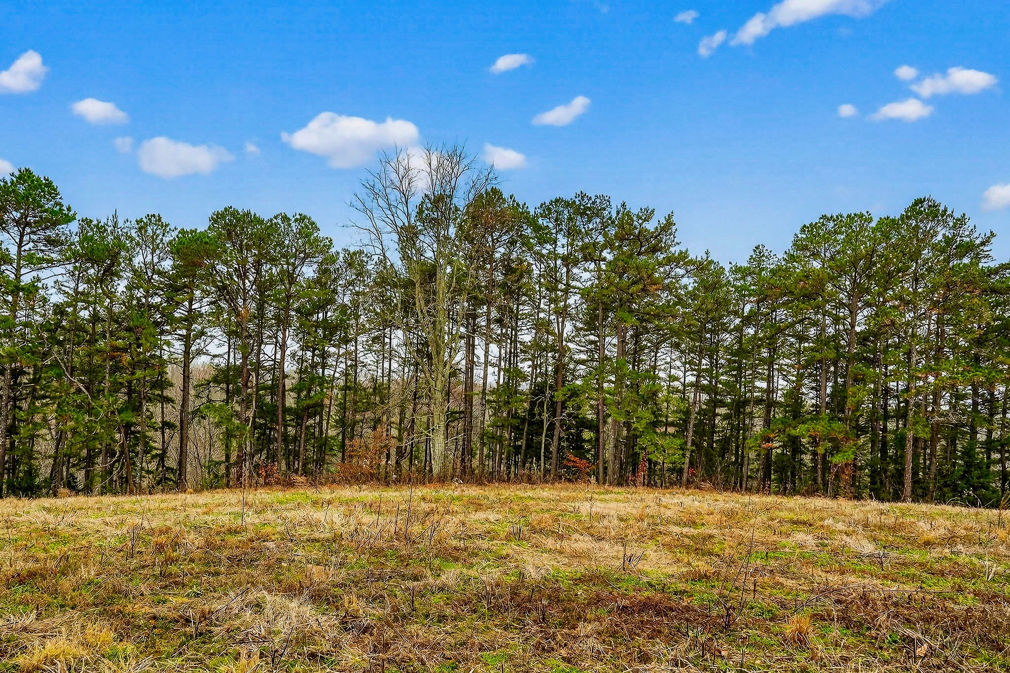 2578 Pea Ridge Road Liberty, TN 37095 - Photo 9 of 48 a view of a yard with a tree