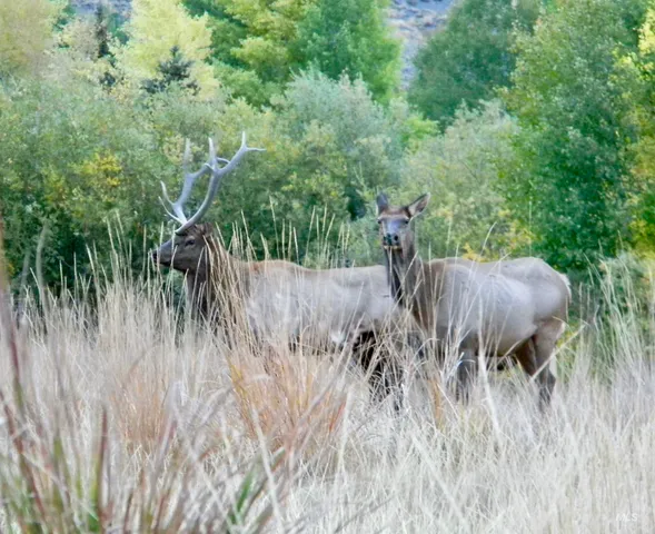 $12,950,000 | 24950 Highway 93, Challis, ID 83226