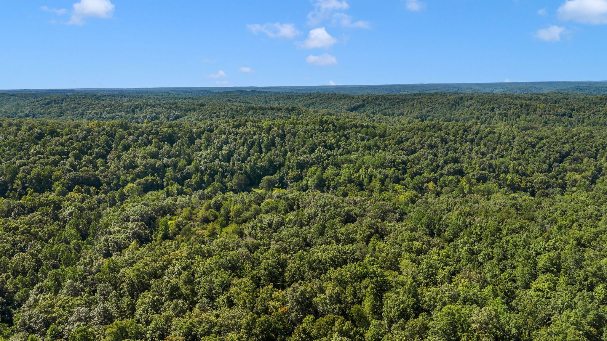 1369 Tanner Hollow Road Centerville, TN 37033 - Photo 17 of 17 a view of a green field with lots of bushes