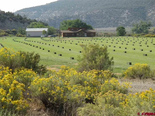 a view of a garden with plants